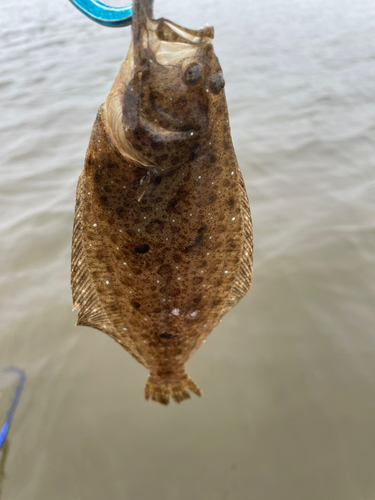 ソゲの釣果