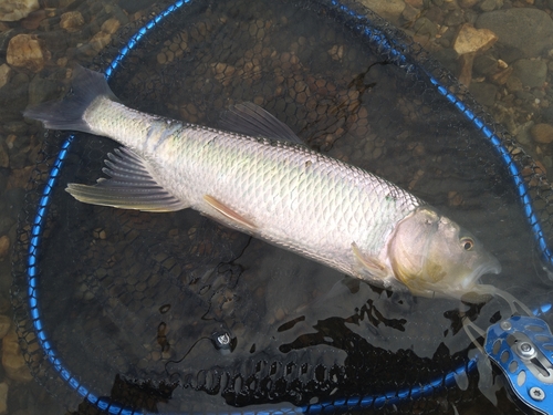 ハスの釣果