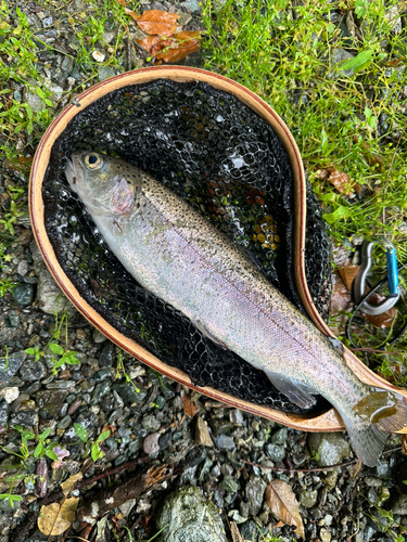 ニジマスの釣果