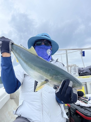 ハマチの釣果