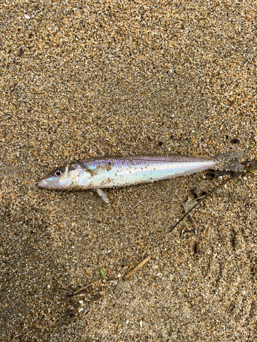 シロギスの釣果