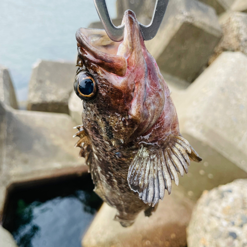 ムラソイの釣果