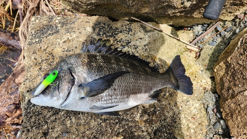 チヌの釣果