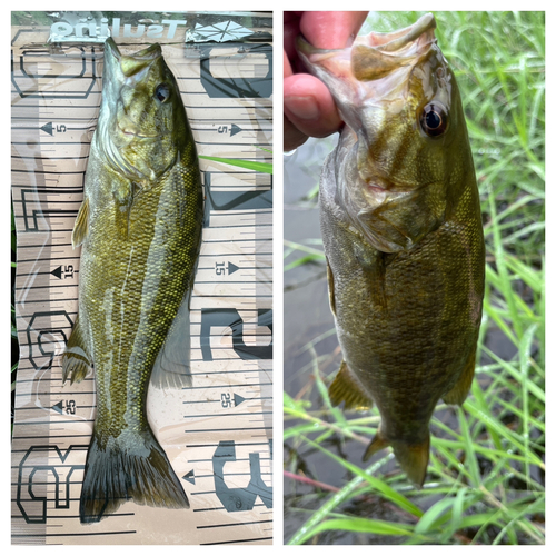 スモールマウスバスの釣果