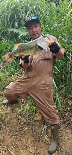 ラージマウスバスの釣果