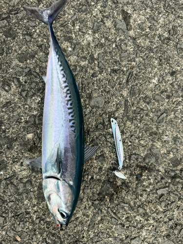 マルソウダの釣果