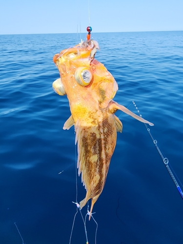 ヤナギノマイの釣果