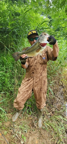 ラージマウスバスの釣果