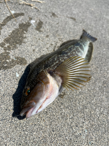 アイナメの釣果