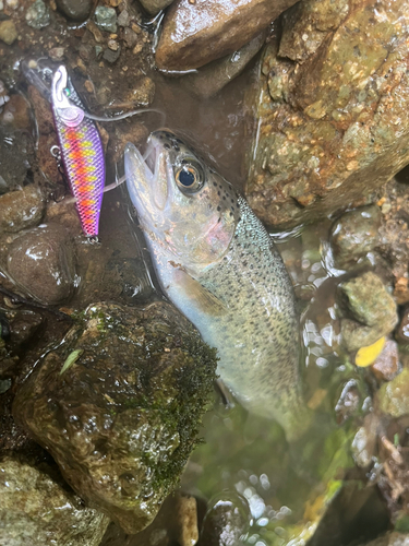 ニジマスの釣果