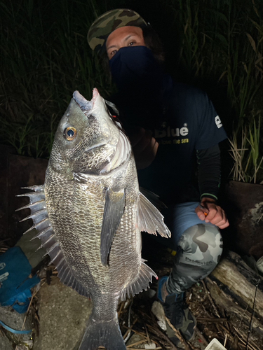 チヌの釣果