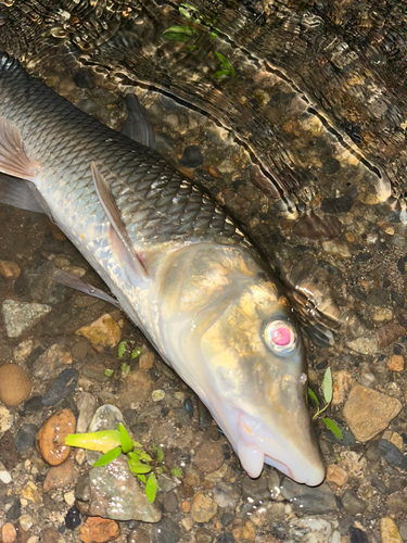 ニゴイの釣果