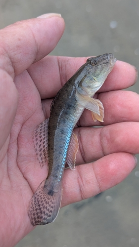 ハゼの釣果