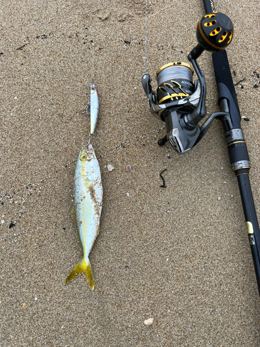 ツバスの釣果