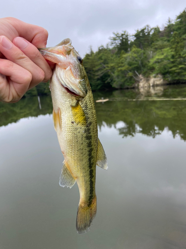 ラージマウスバスの釣果