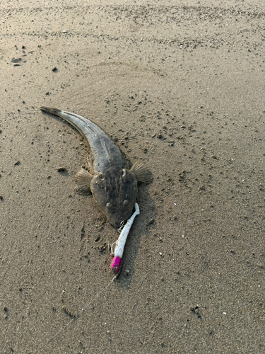 マゴチの釣果