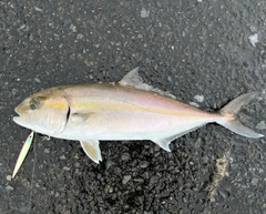 カンパチの釣果