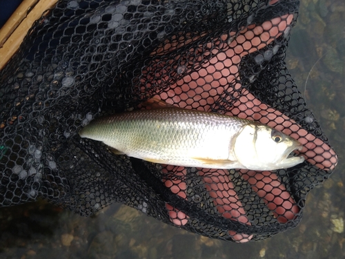 ハスの釣果