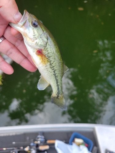 ラージマウスバスの釣果