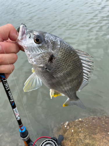 キビレの釣果