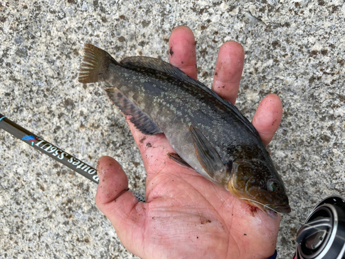 アイナメの釣果