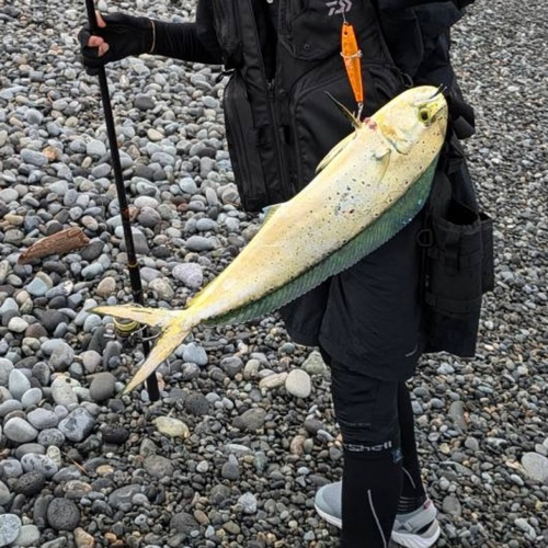 シイラの釣果