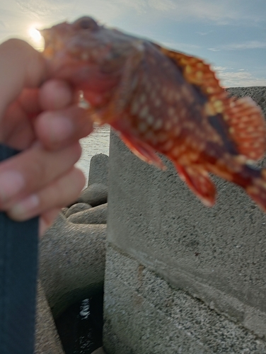 イソカサゴの釣果