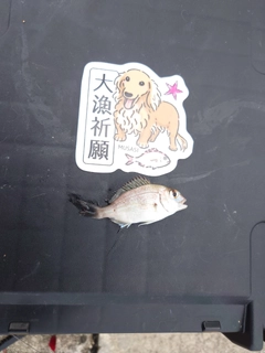 チャリコの釣果