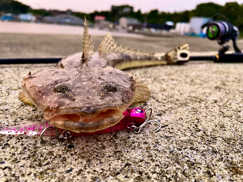 マゴチの釣果