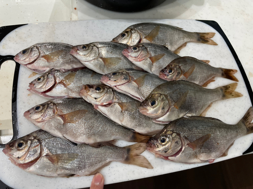 タナゴの釣果