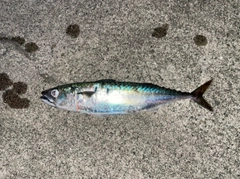 サバの釣果