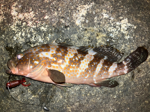 アコウの釣果