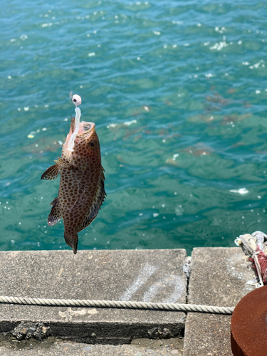 オオモンハタの釣果