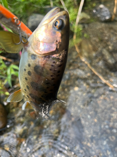 ヤマメの釣果