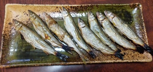 アユの釣果