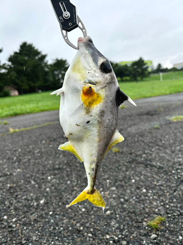 ギマの釣果