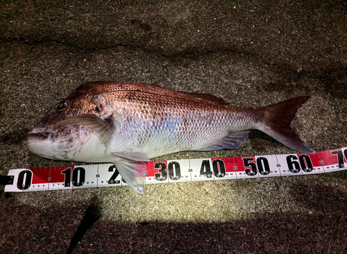 マダイの釣果