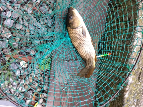 コイの釣果