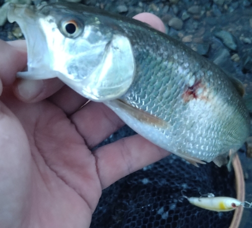 ハスの釣果