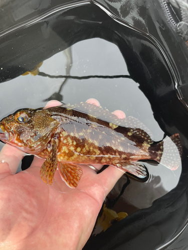 カサゴの釣果