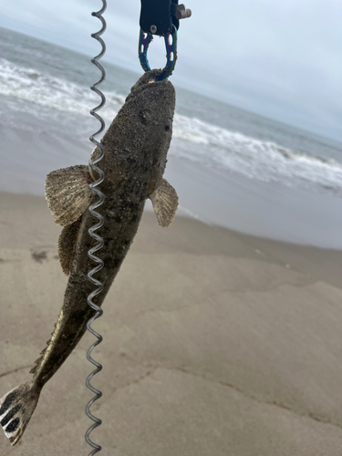 マゴチの釣果