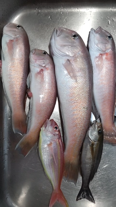 シロアマダイの釣果