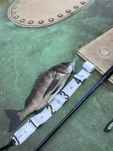 チヌの釣果