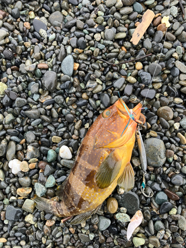 アオハタの釣果