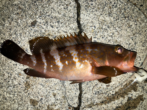 アコウの釣果