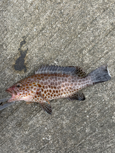 オオモンハタの釣果