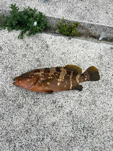 キジハタの釣果