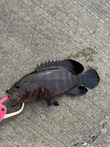 ヤミハタの釣果