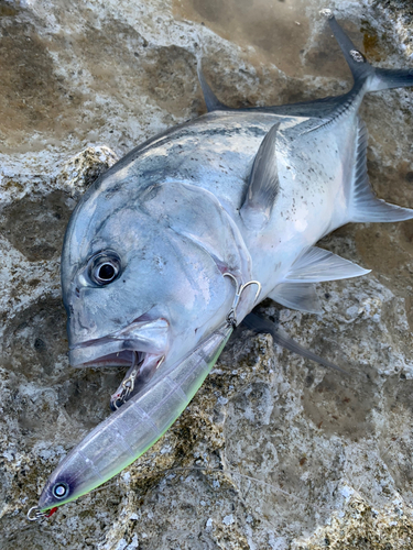 ロウニンアジの釣果