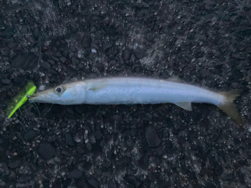 カマスの釣果